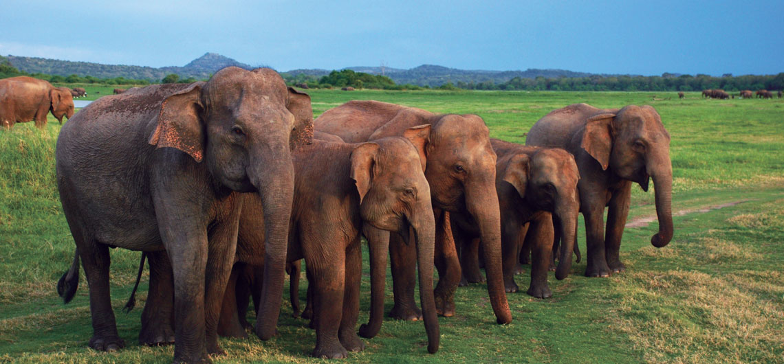 Holidays in Sri Lanka, Sunray Lanka Tours & Travels