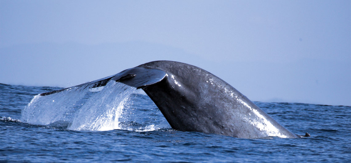 Holidays in Sri Lanka, Sri Lanka Sunray Lanka Tours & Travels