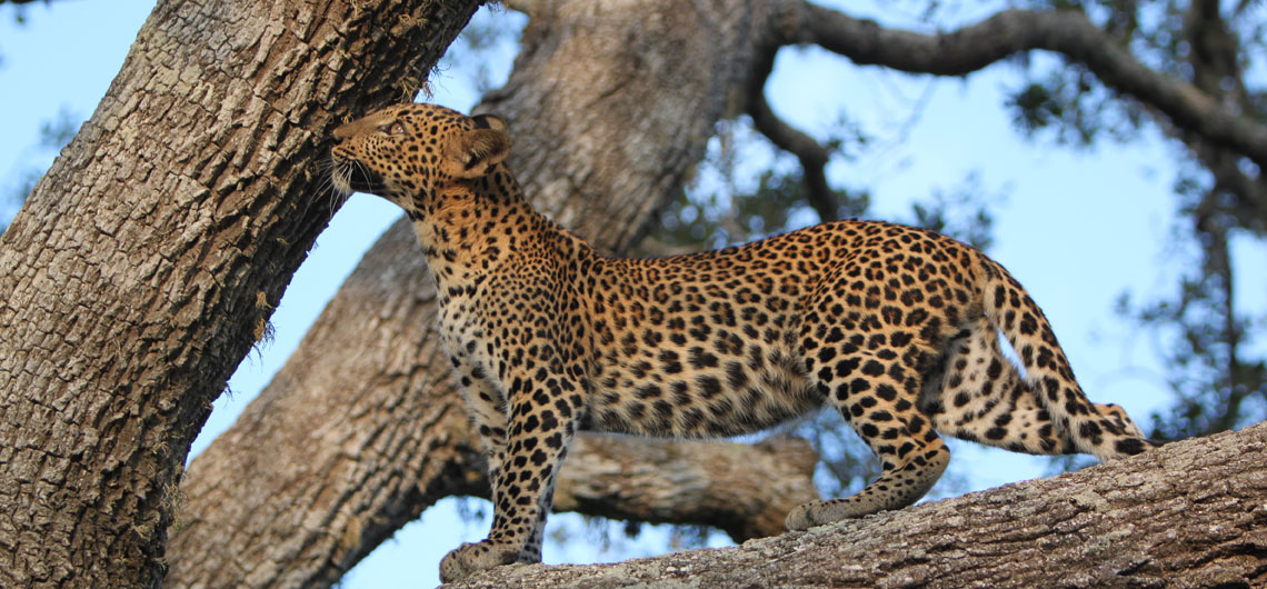 Holidays in Sri Lanka, Ashika Holidays Sri Lanka