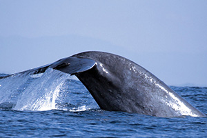 Whale Watching Sri Lankar